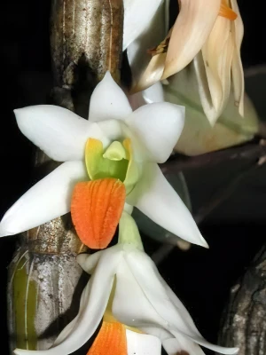 Bild von Dendrobium scabrilingue red lip 2